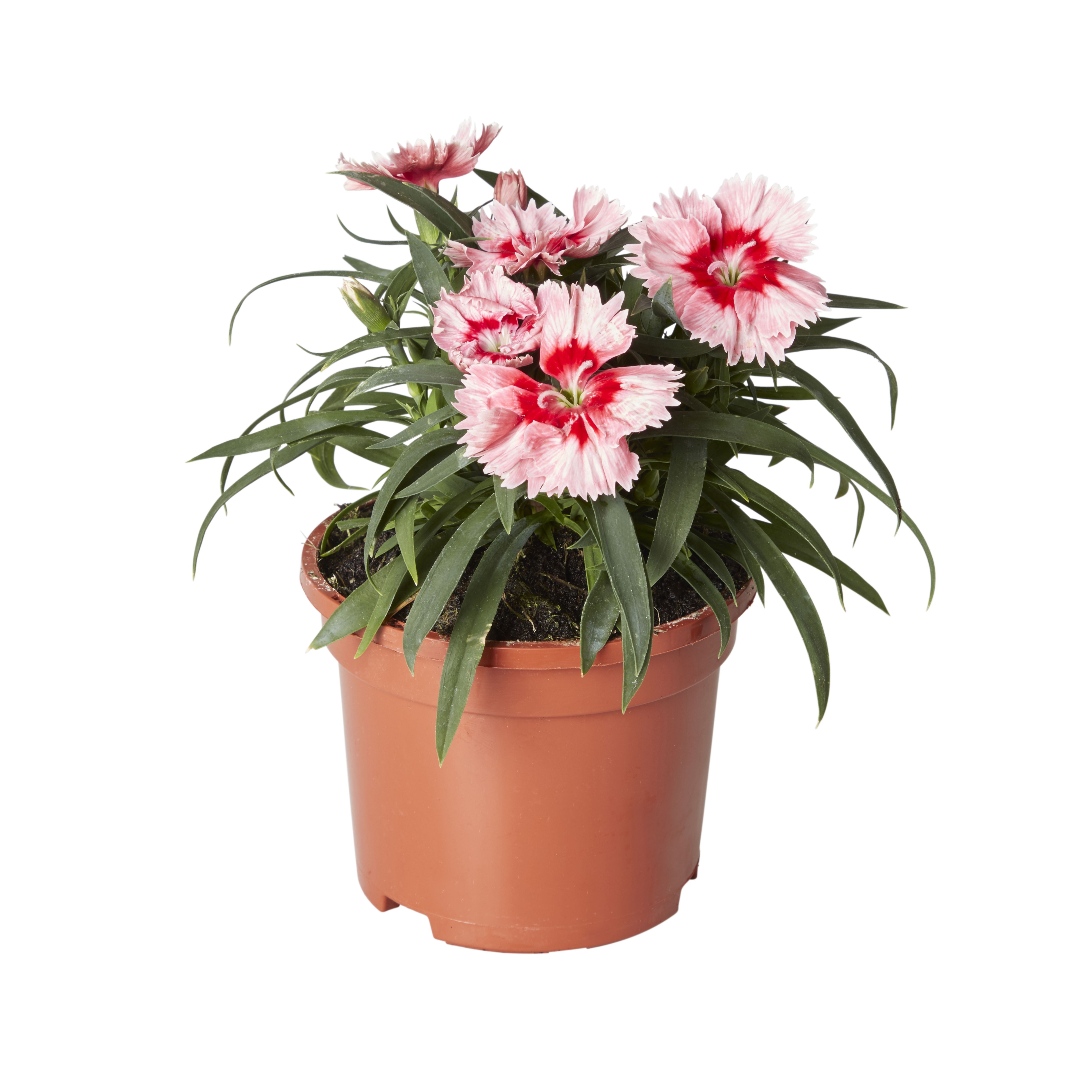 Dianthus & ivy Autumn Bedding plant 10.5cm, Pack of 3