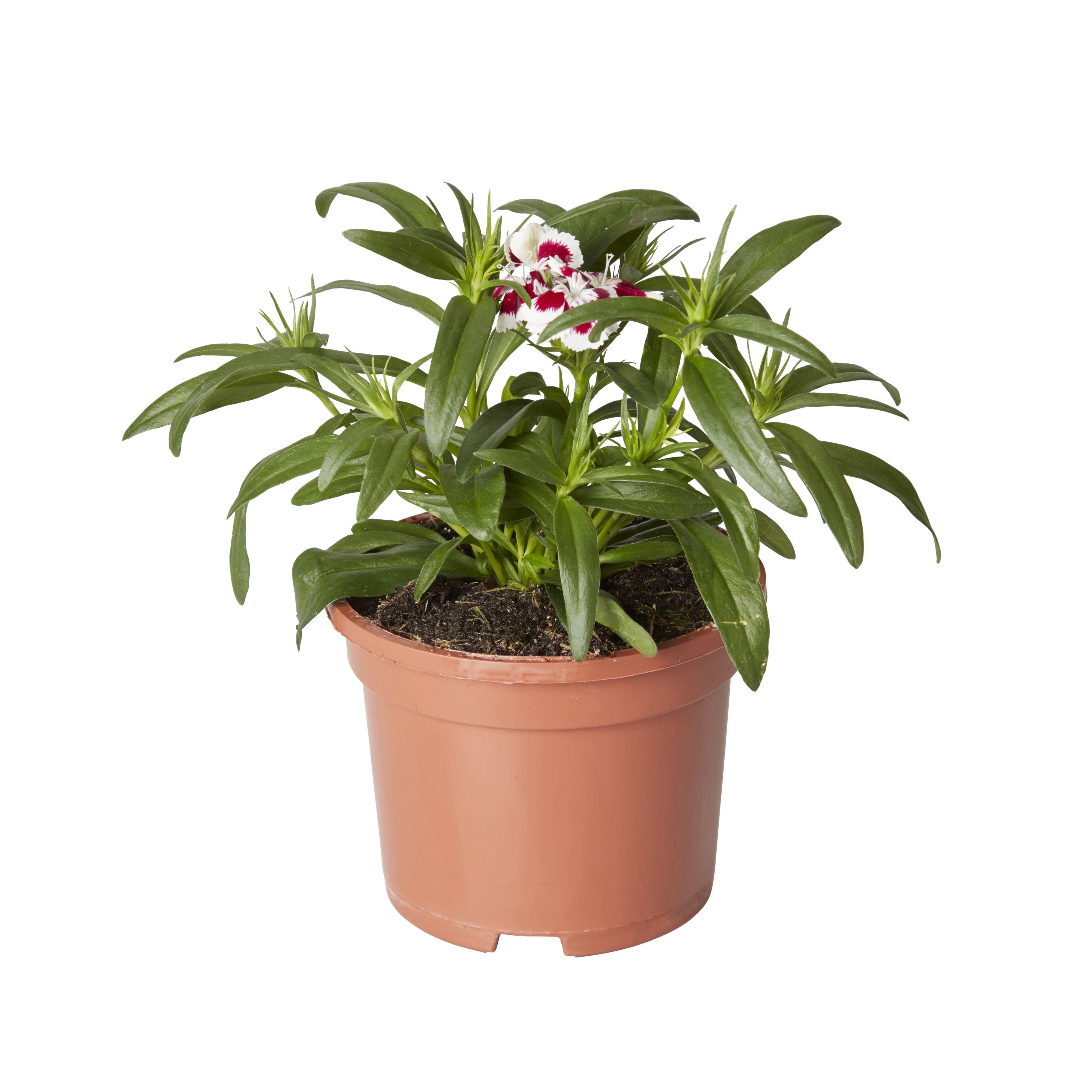 Dianthus & ivy Autumn Bedding plant 10.5cm, Pack of 3