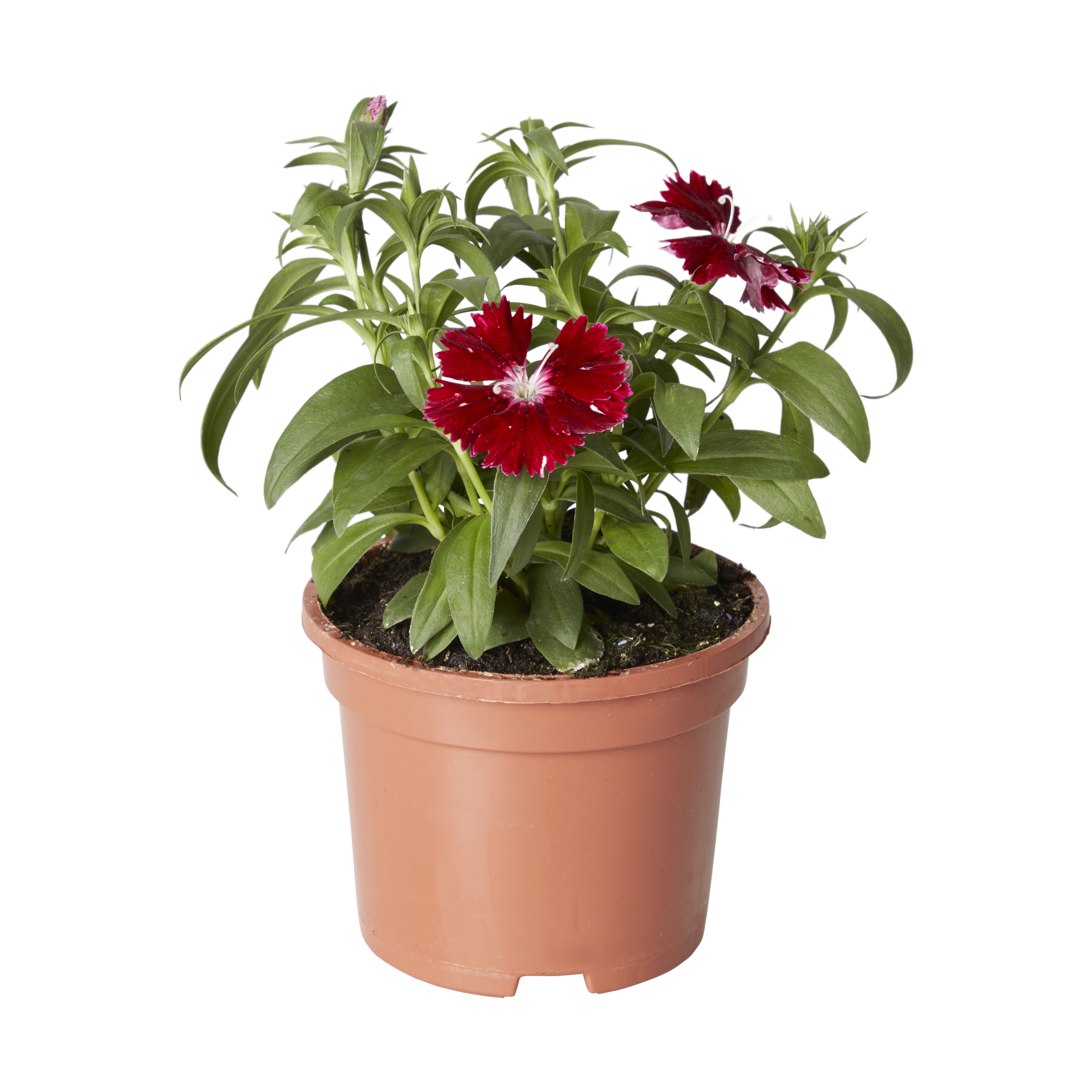 Dianthus & ivy Autumn Bedding plant, 10.5cm Pot, Pack of 3 DIY at B&Q