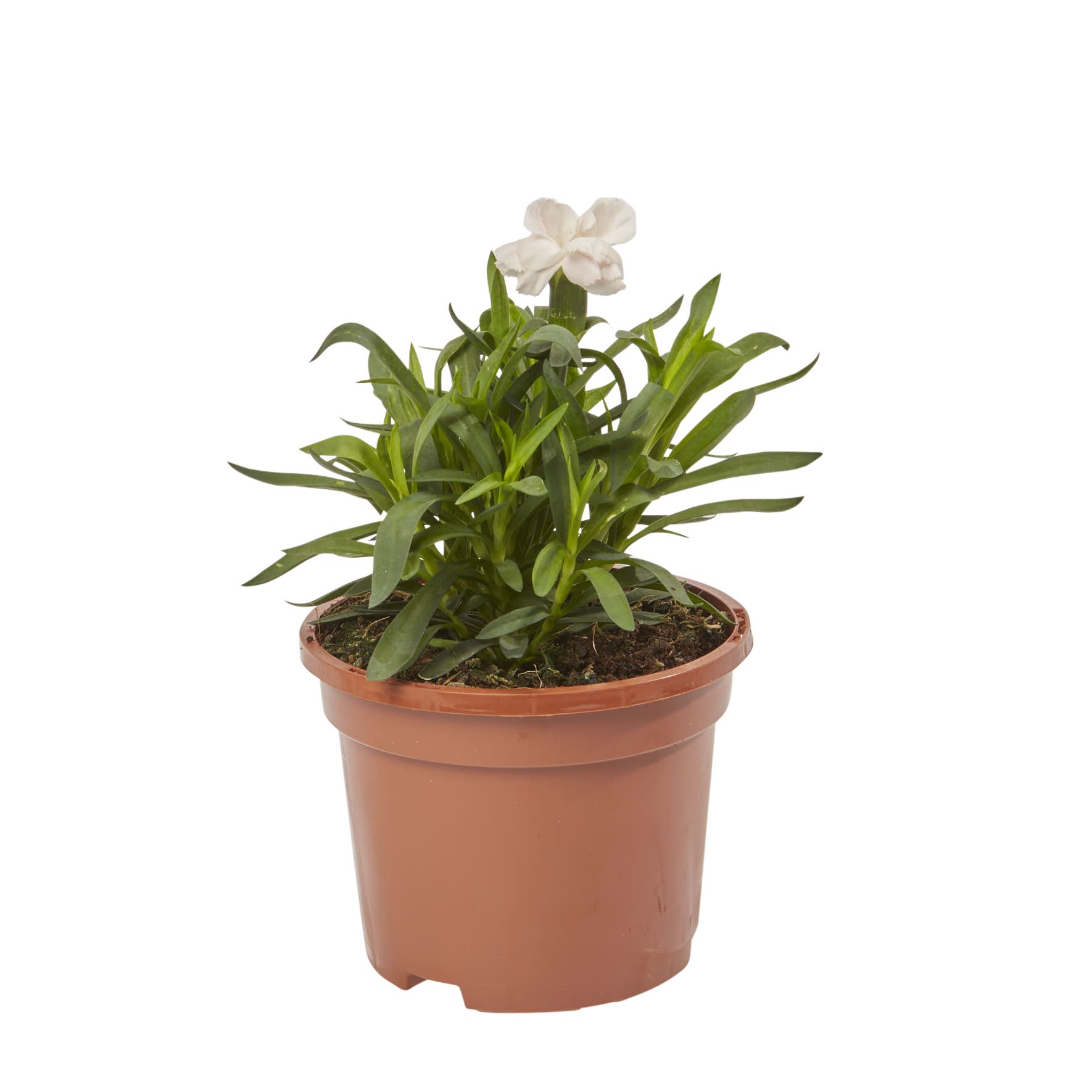 Dianthus Oscar Autumn Bedding plant 10.5cm, Pack of 6