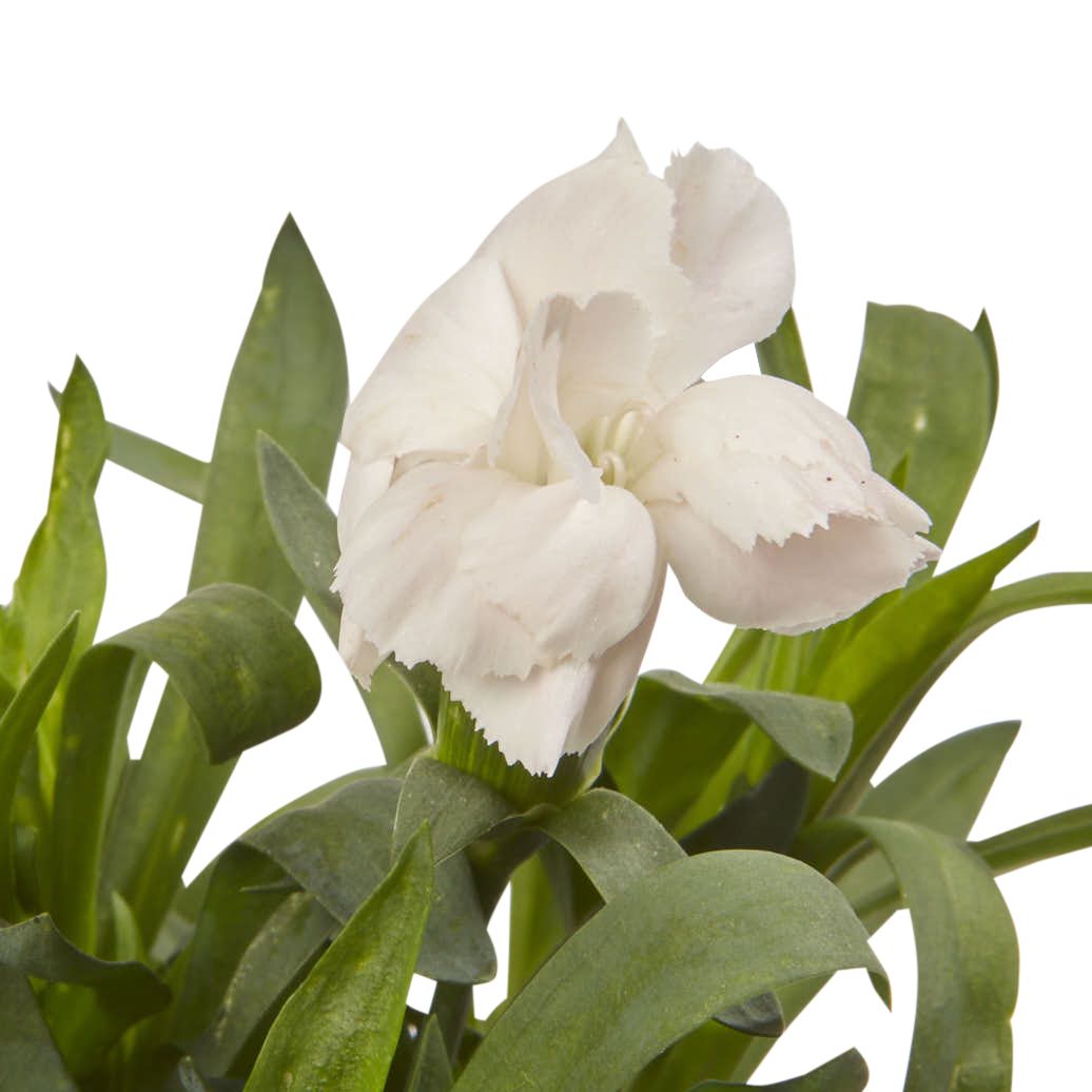 Dianthus Oscar Autumn Bedding plant 10.5cm, Pack of 6