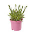 Dianthus Pink Kisses Summer Bedding plant 10.5cm, Pack of 6