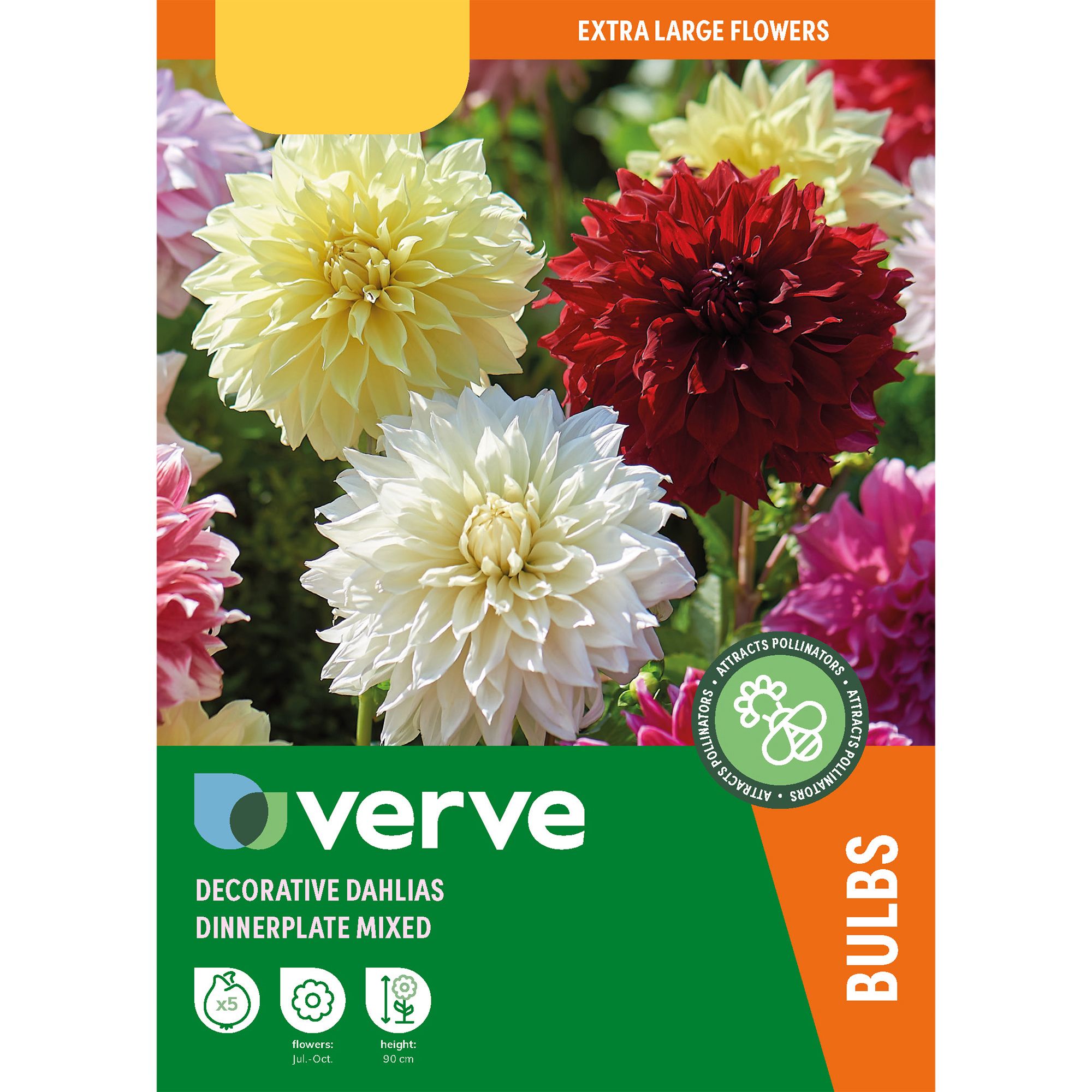 Dinnerplate Dahlias mixed 5 Flower bulbs