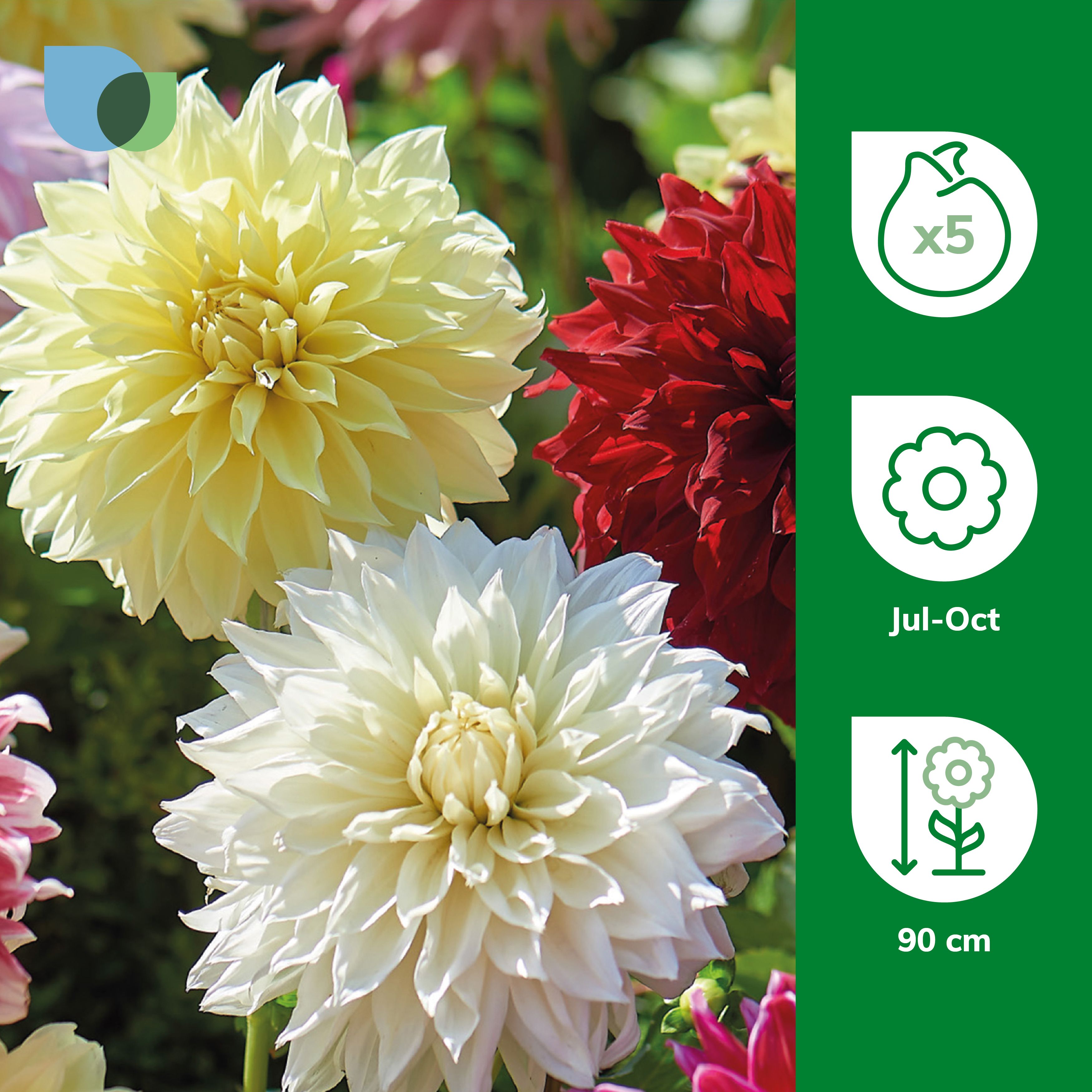 Dinnerplate Dahlias mixed 5 Flower bulbs