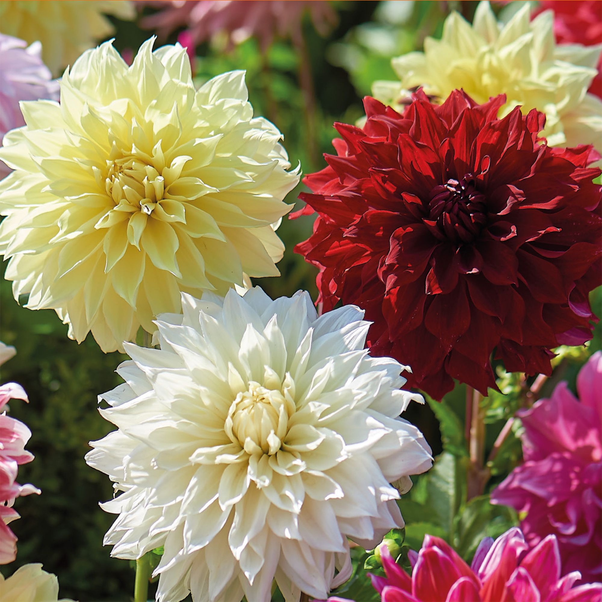 Dinnerplate Dahlias mixed 5 Flower bulbs