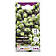 Dolores F1 brussel sprouts Brussel sprout Seed
