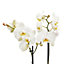 Double stem moth Orchid in 12cm Clear Plastic Grow pot