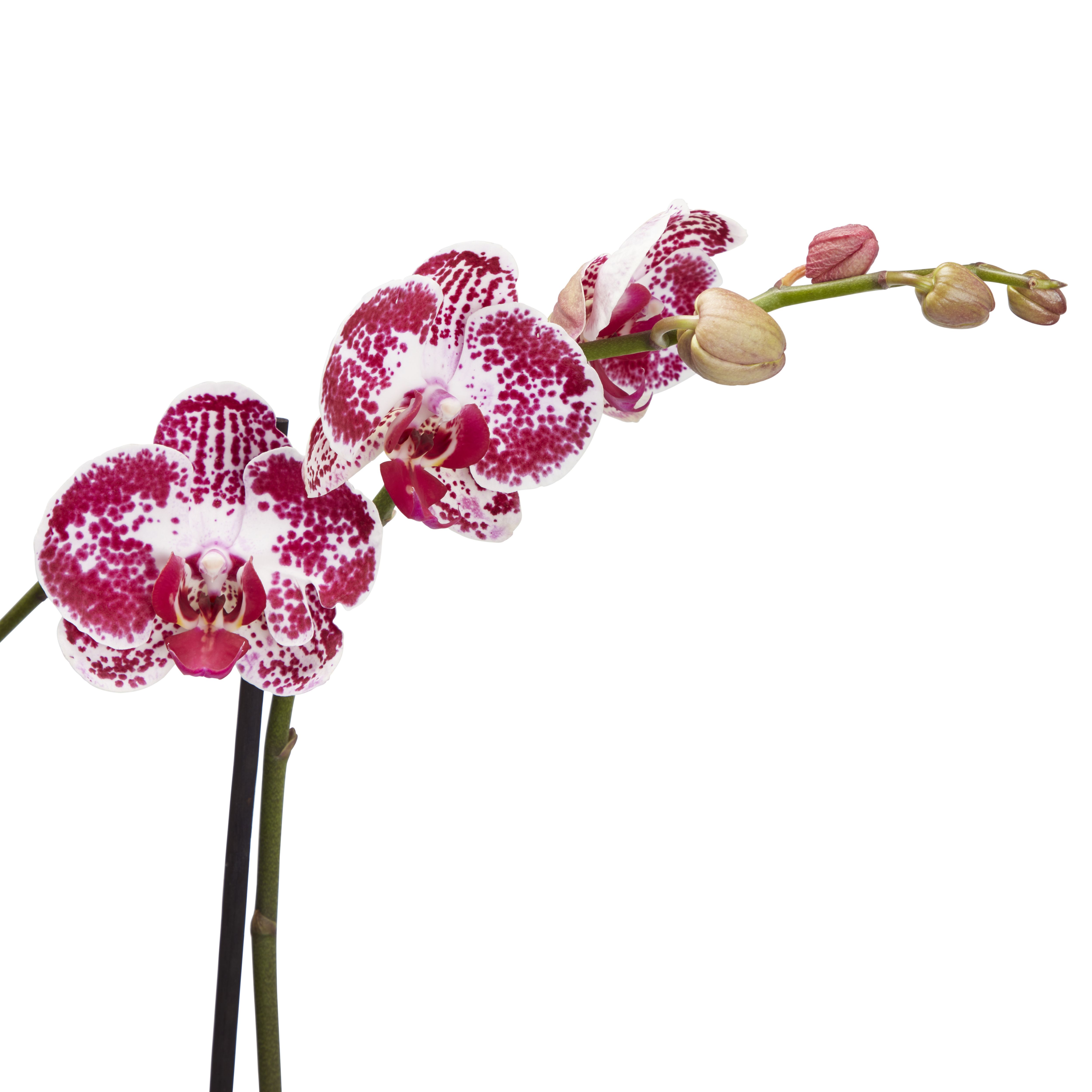 Double stem Orchid in 12cm Assorted Ceramic Decorative pot