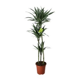 Dracaena Assorted in 24cm Terracotta Foliage plant Plastic Grow pot