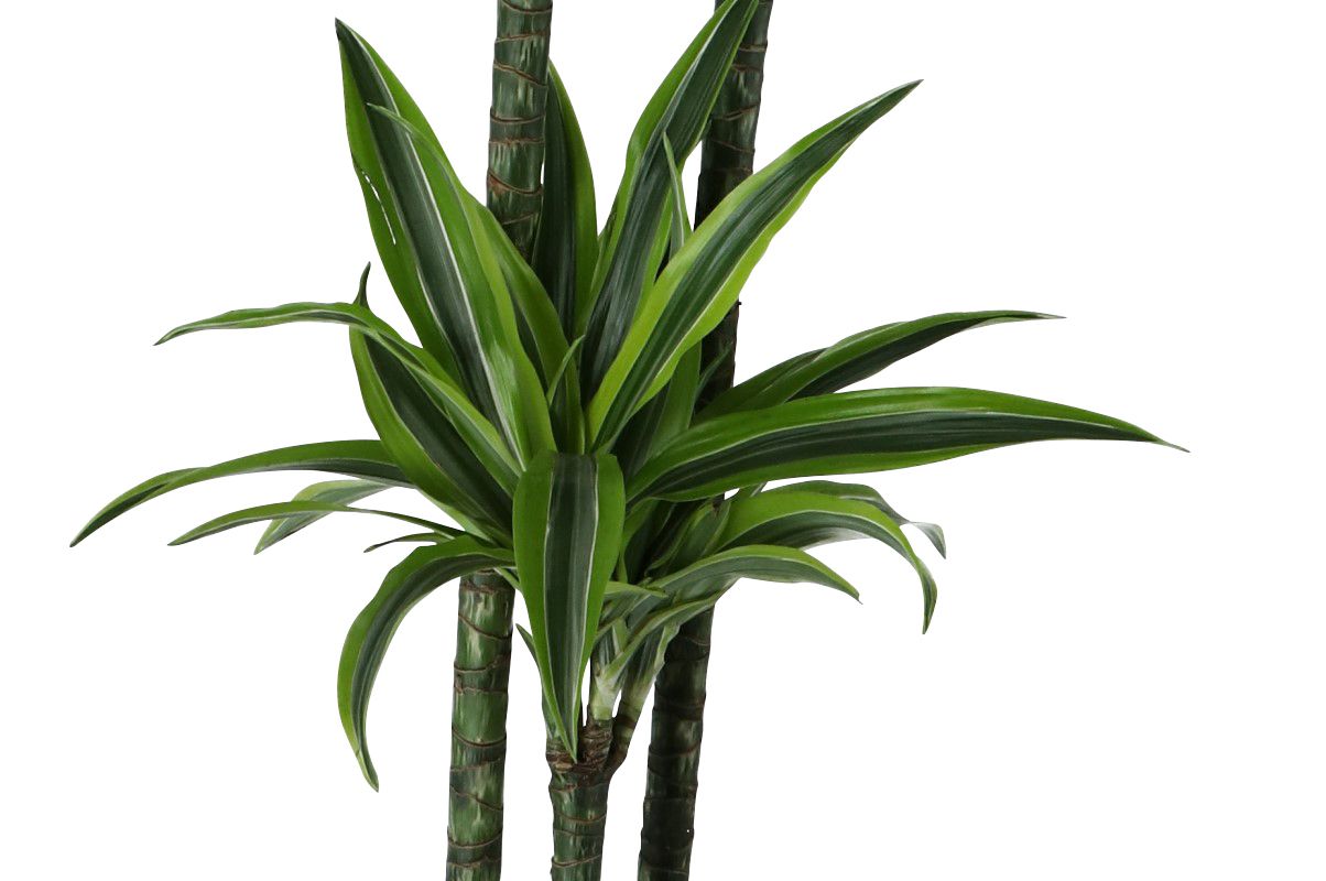 Dracaena Assorted in 24cm Terracotta Foliage plant Plastic Grow pot