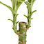 Dracaena fragrans Dragon tree in 11cm Terracotta Plastic Grow pot