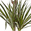 Dracaena marginata Dragon tree in 19cm Terracotta Plastic Grow pot