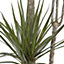 Dracaena marginata Dragon tree in 24cm Terracotta Plastic Grow pot