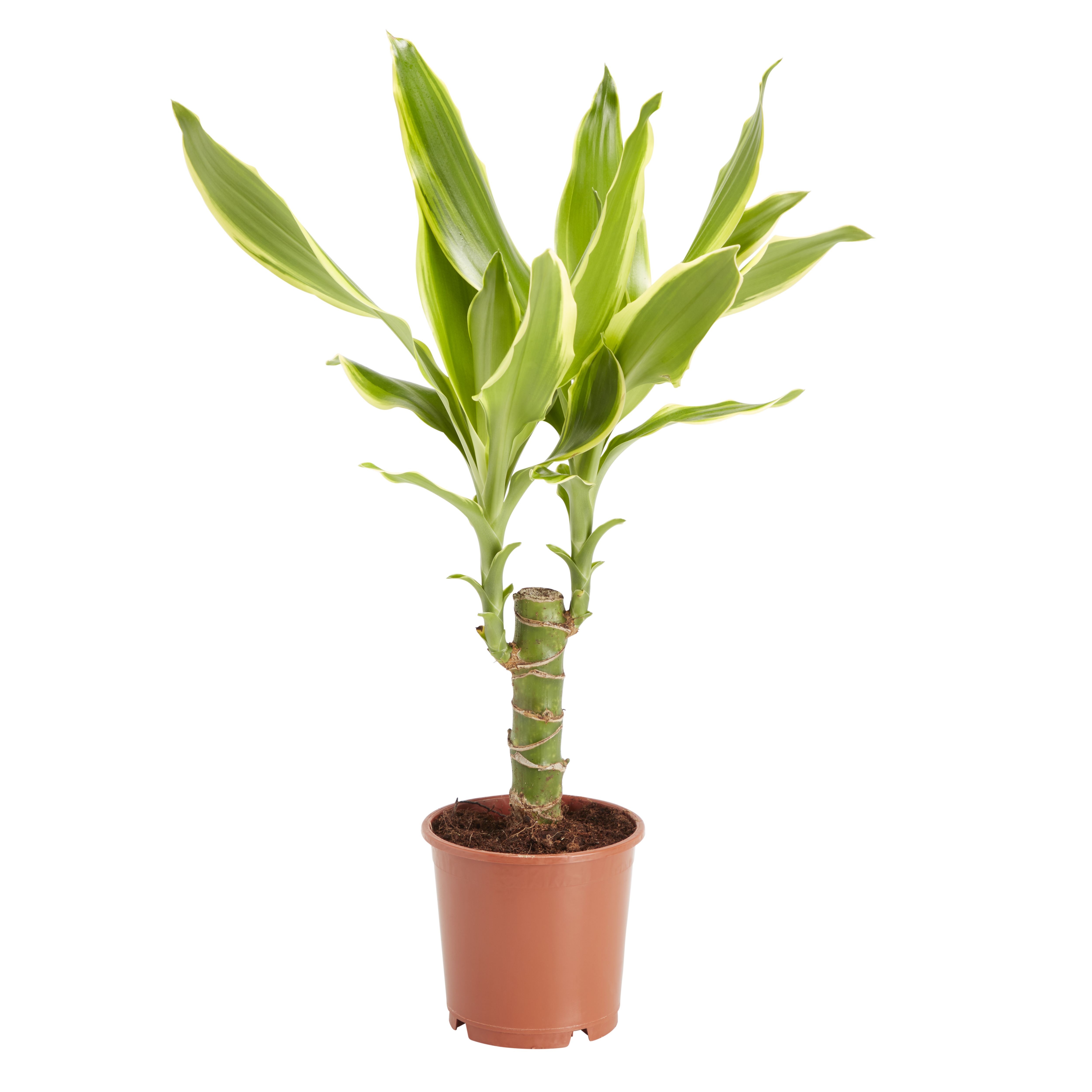Dragon tree in 11cm Terracotta Foliage plant Plastic Grow pot