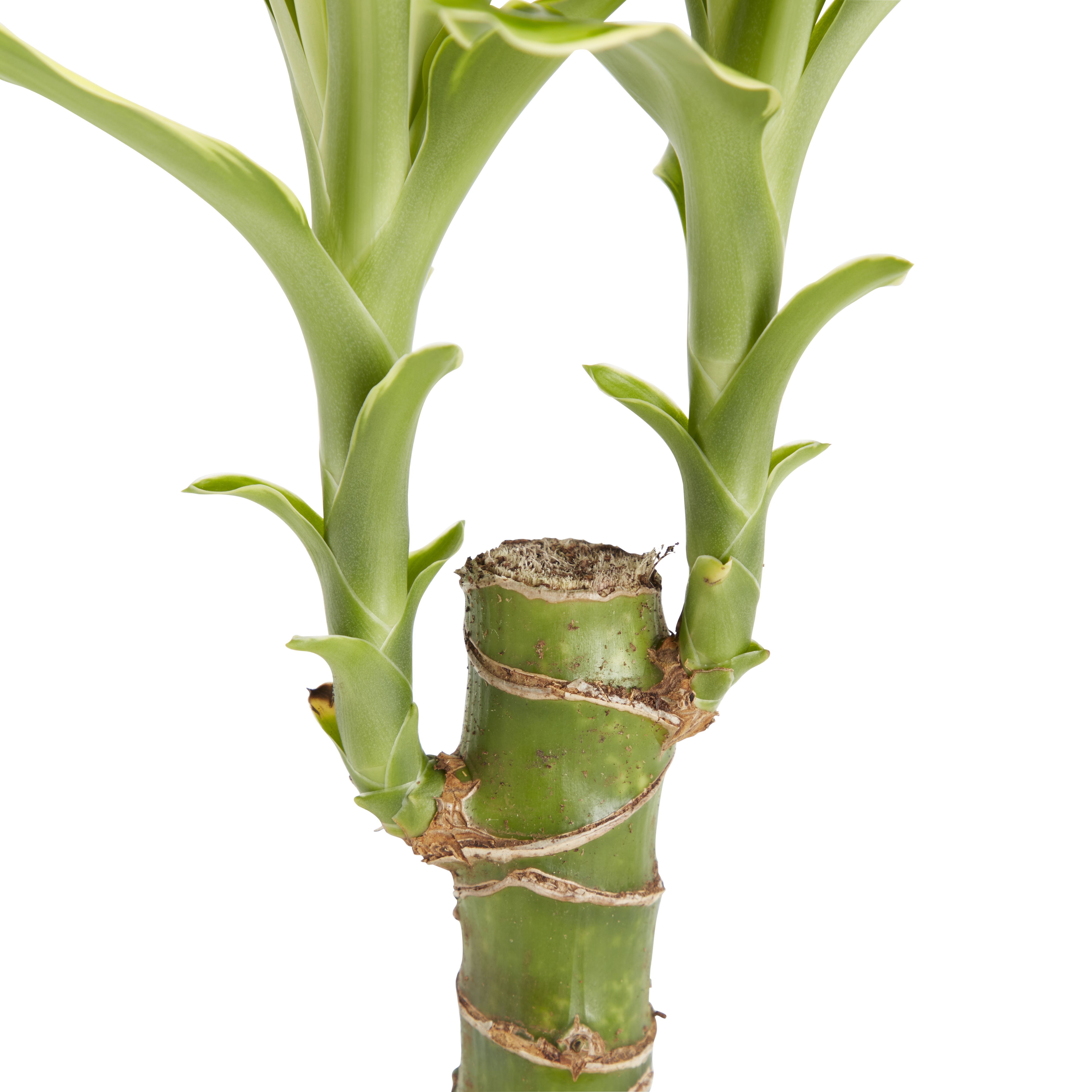 Dragon tree in 11cm Terracotta Foliage plant Plastic Grow pot