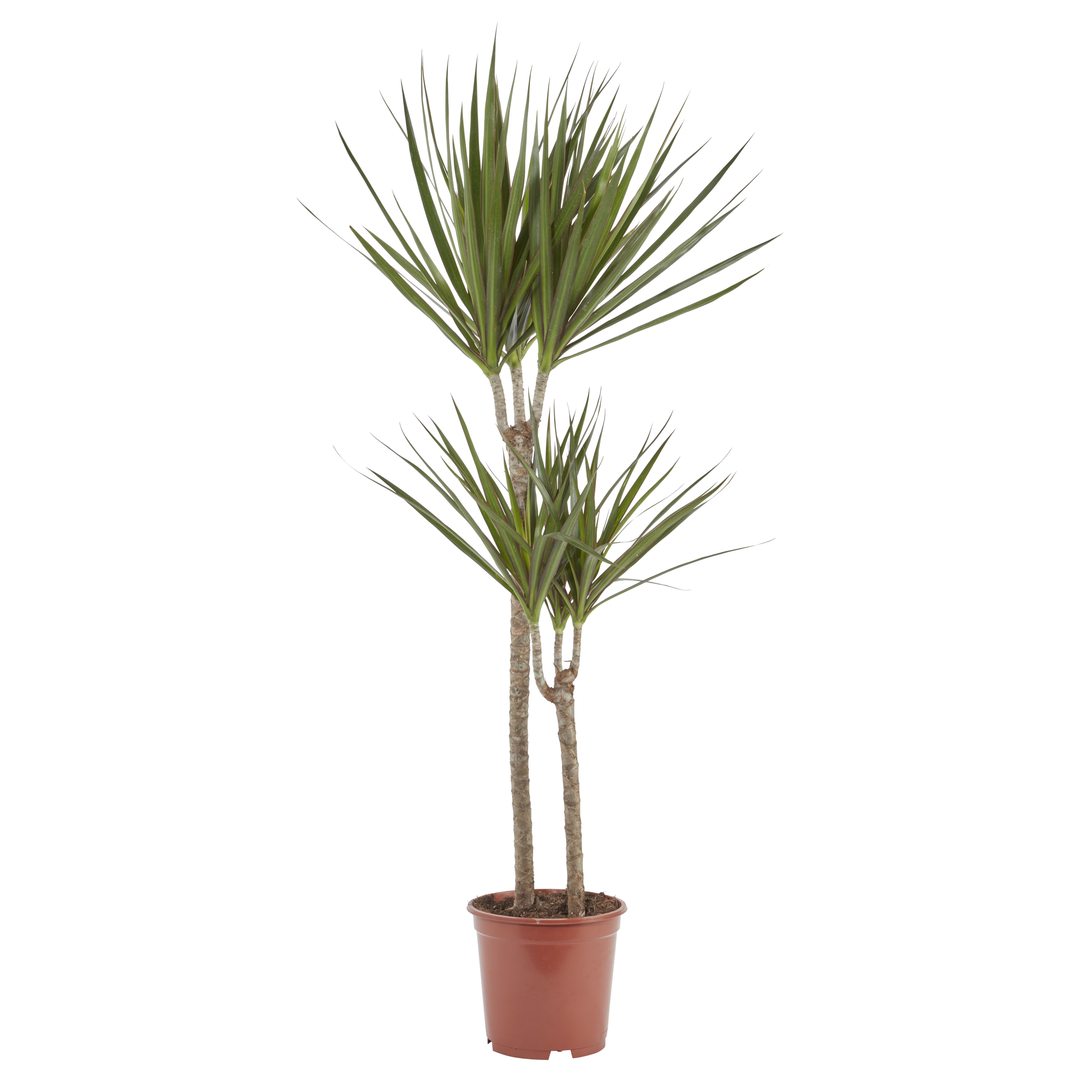 Dragon tree in 19cm Terracotta Plastic Grow pot DIY at B&Q