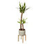 Dragon tree in 24cm Terracotta Plastic Grow pot