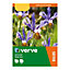 Dutch iris frans hal Flower bulb, Pack of 15