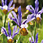 Dutch iris frans hal Flower bulb, Pack of 15