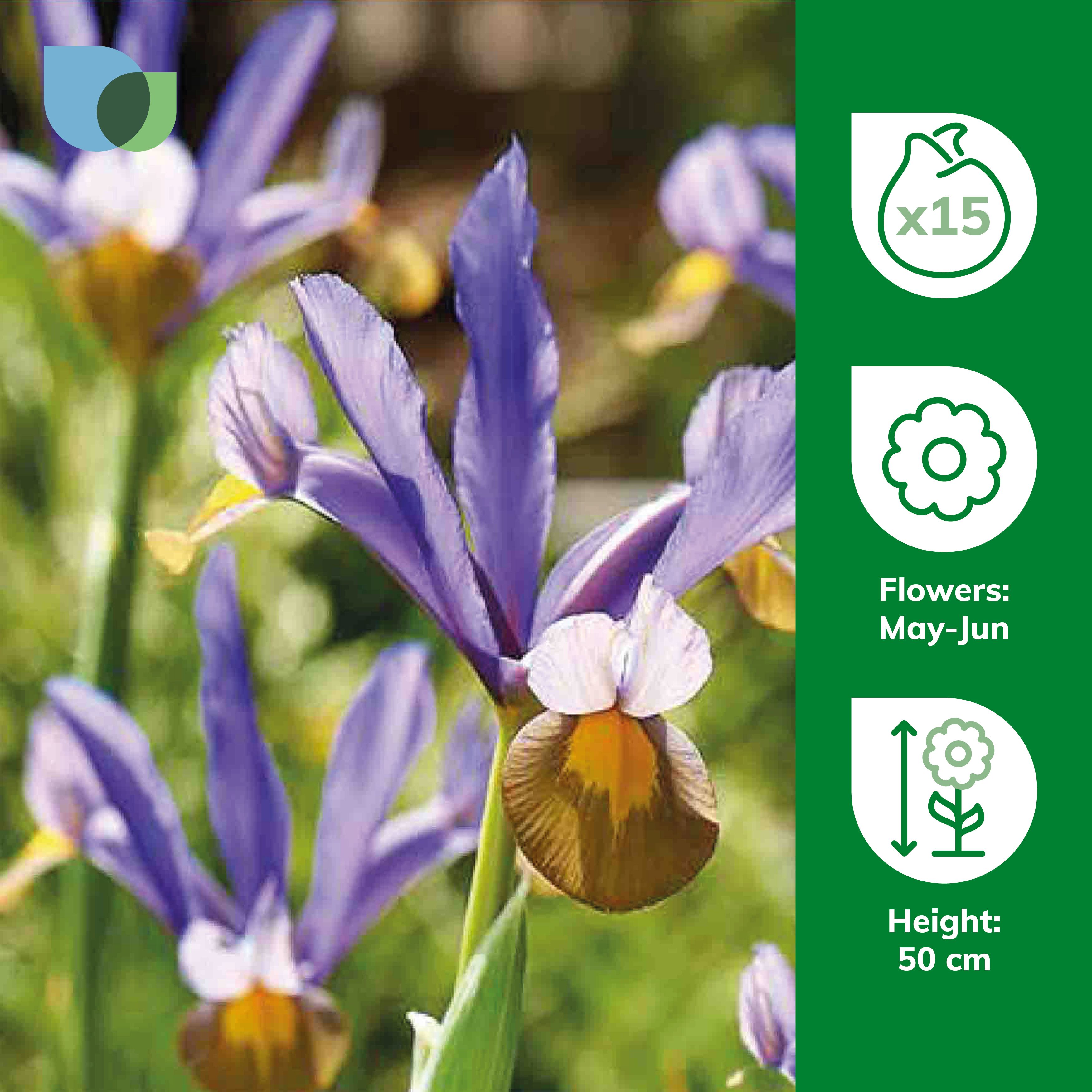 Dutch Iris Frans Hals 15 Flower bulbs - 5
