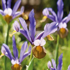 Dutch Iris Frans Hals 15 Flower bulbs