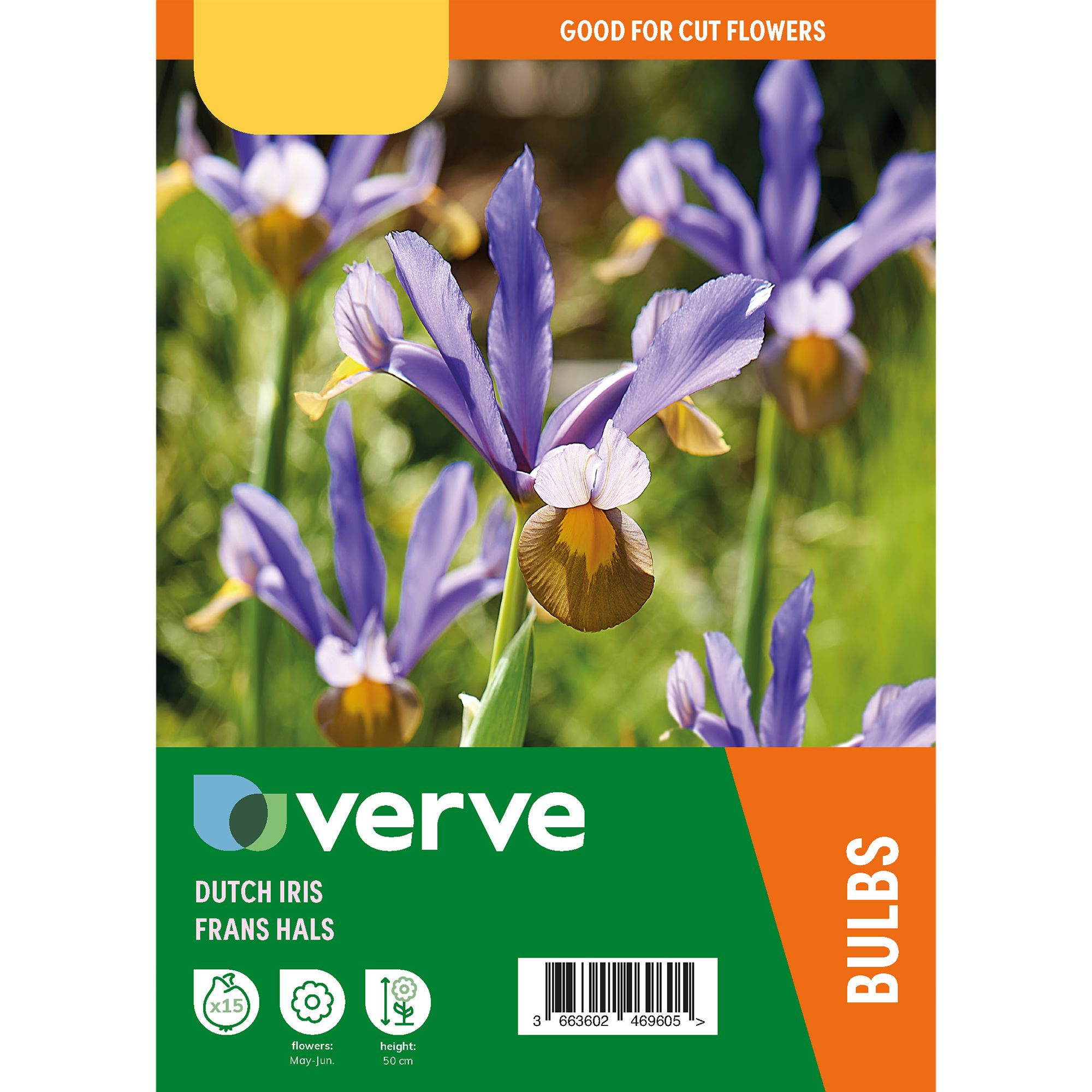 Dutch Iris Frans Hals 15 Flower bulbs - 8