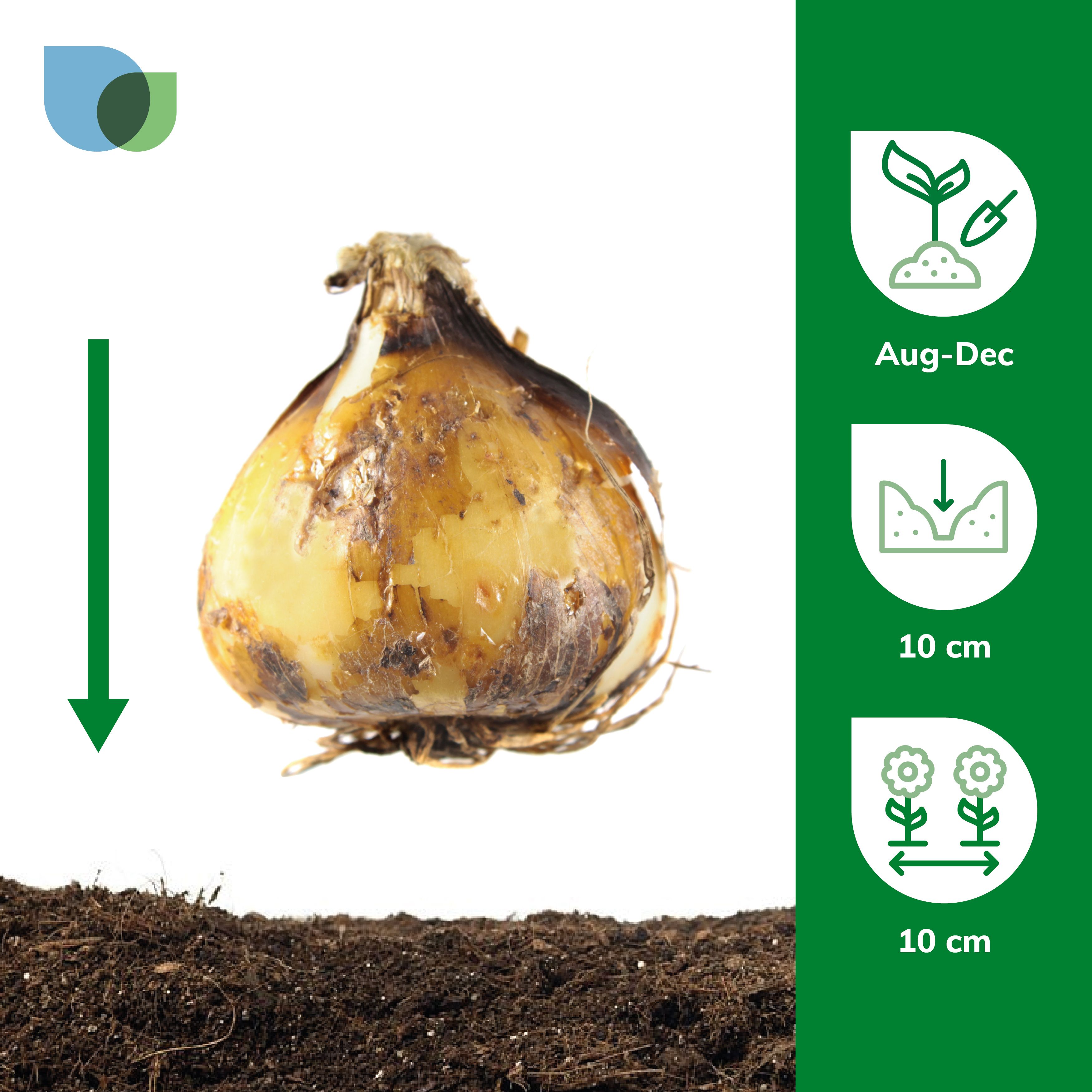Dutch Iris Frans Hals 15 Flower bulbs - 4