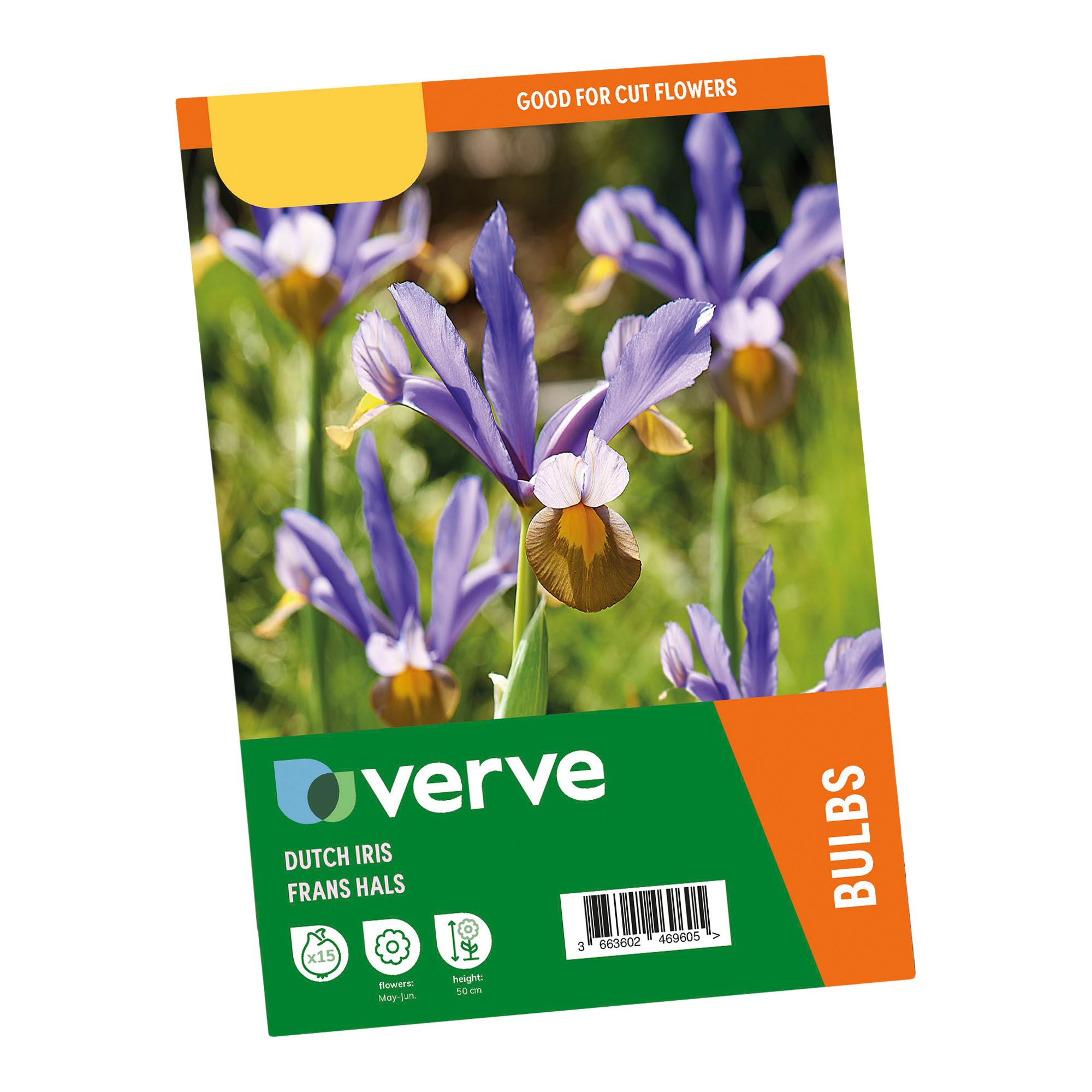 Dutch Iris Frans Hals 15 Flower bulbs - 3