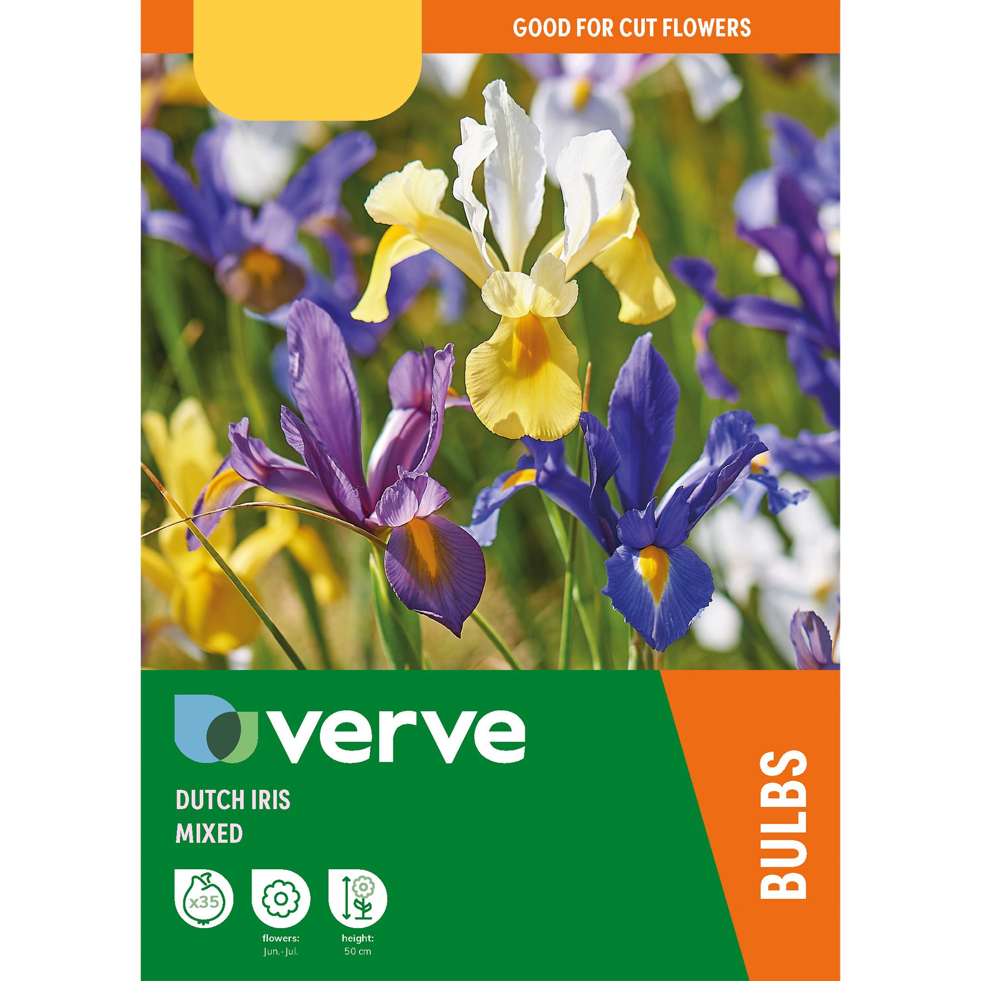 Dutch Iris Mixed 35 Flower bulbs