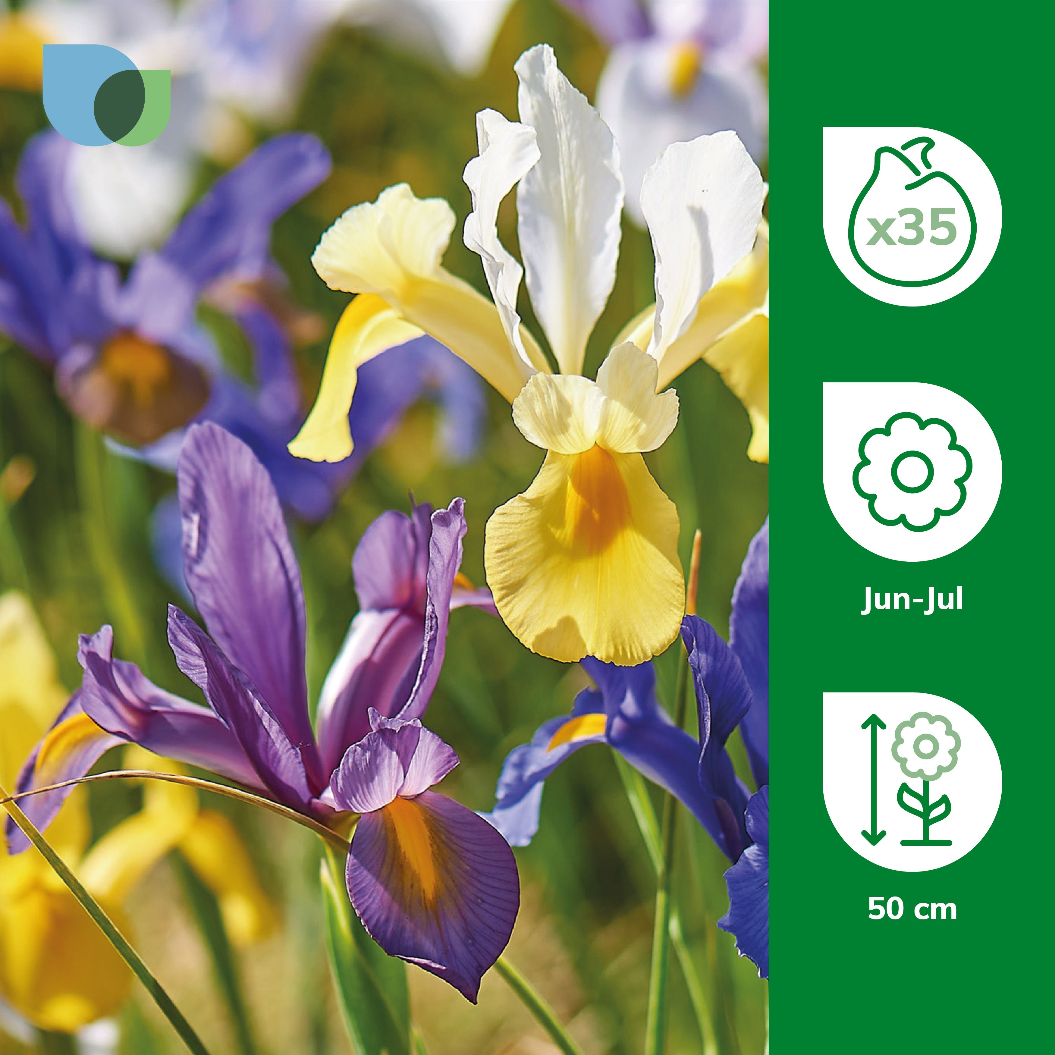 Dutch Iris Mixed 35 Flower bulbs