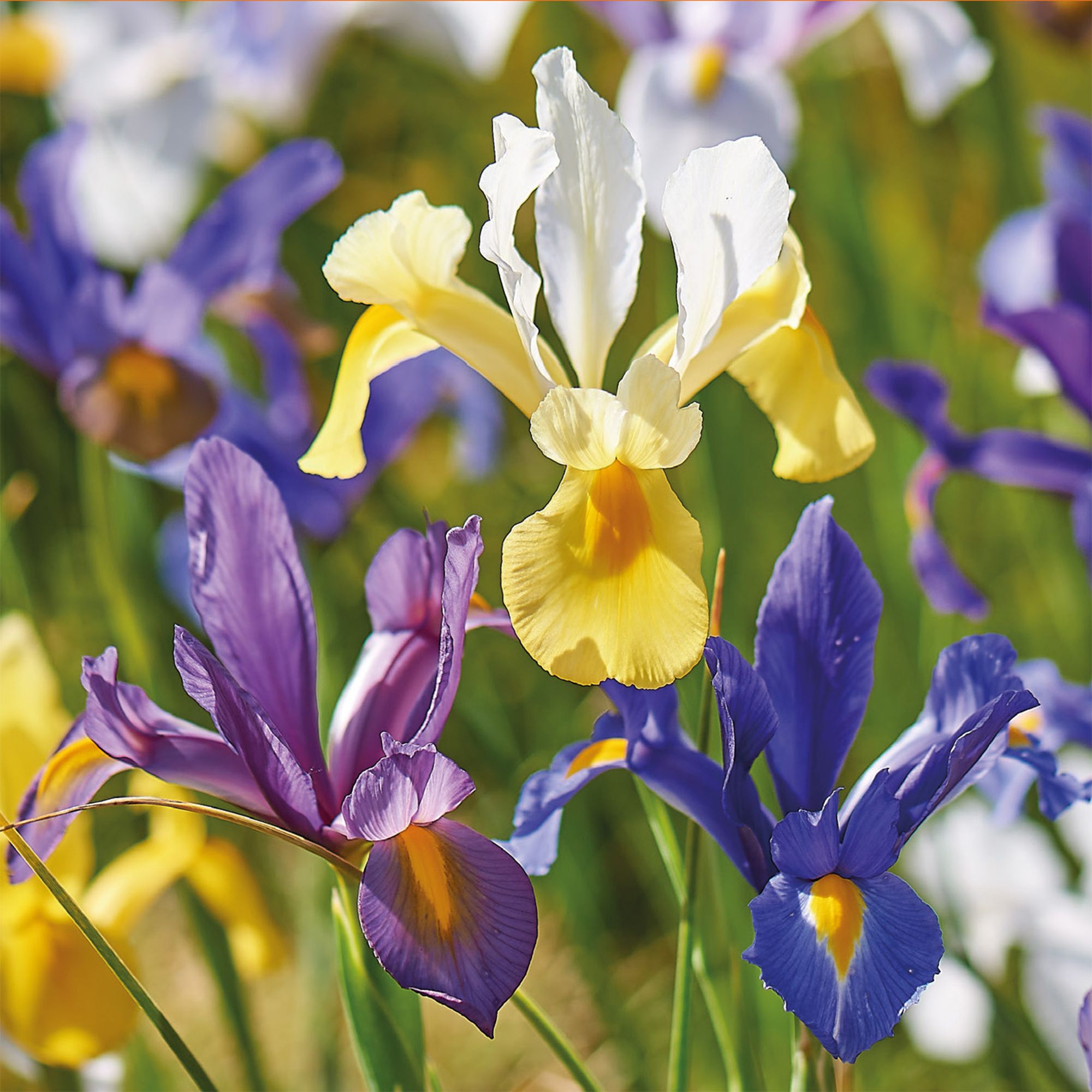 Dutch Iris Mixed 35 Flower bulbs