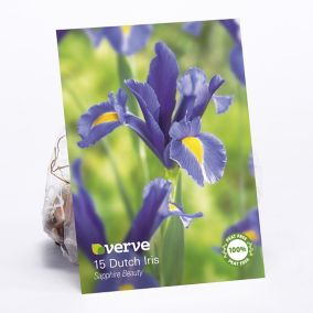 Dutch Iris Sapphire Beauty Flower bulb, Pack of 15