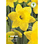 Dutch master Narcissus Flower bulb, Pack