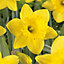 Dutch master Narcissus Flower bulb, Pack