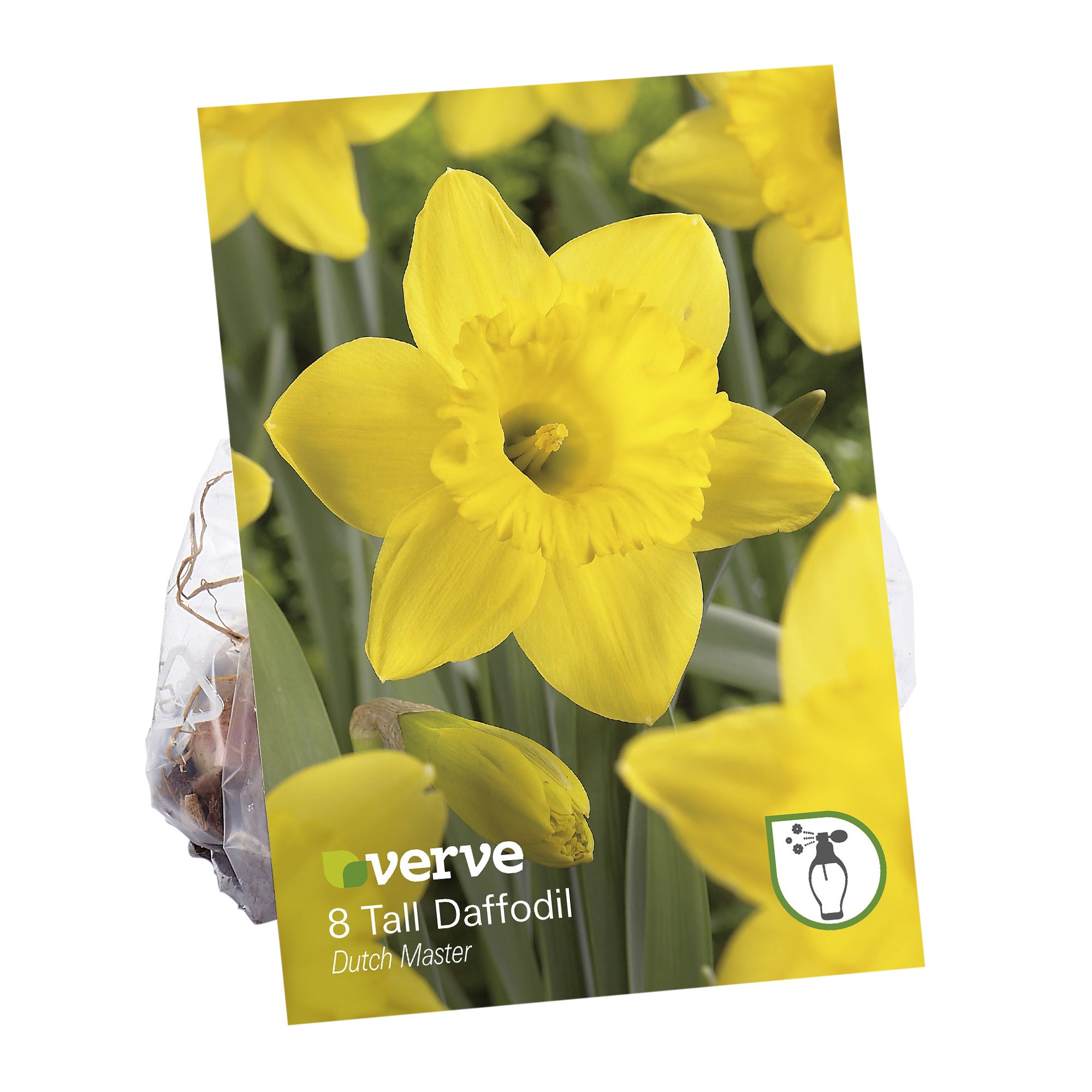 Dutch Master Tall Daffodil Flower Bulb | DIY At B&Q