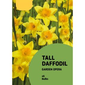 Dwarf Daffodil Garden Opera Flower bulb, Pack of 8