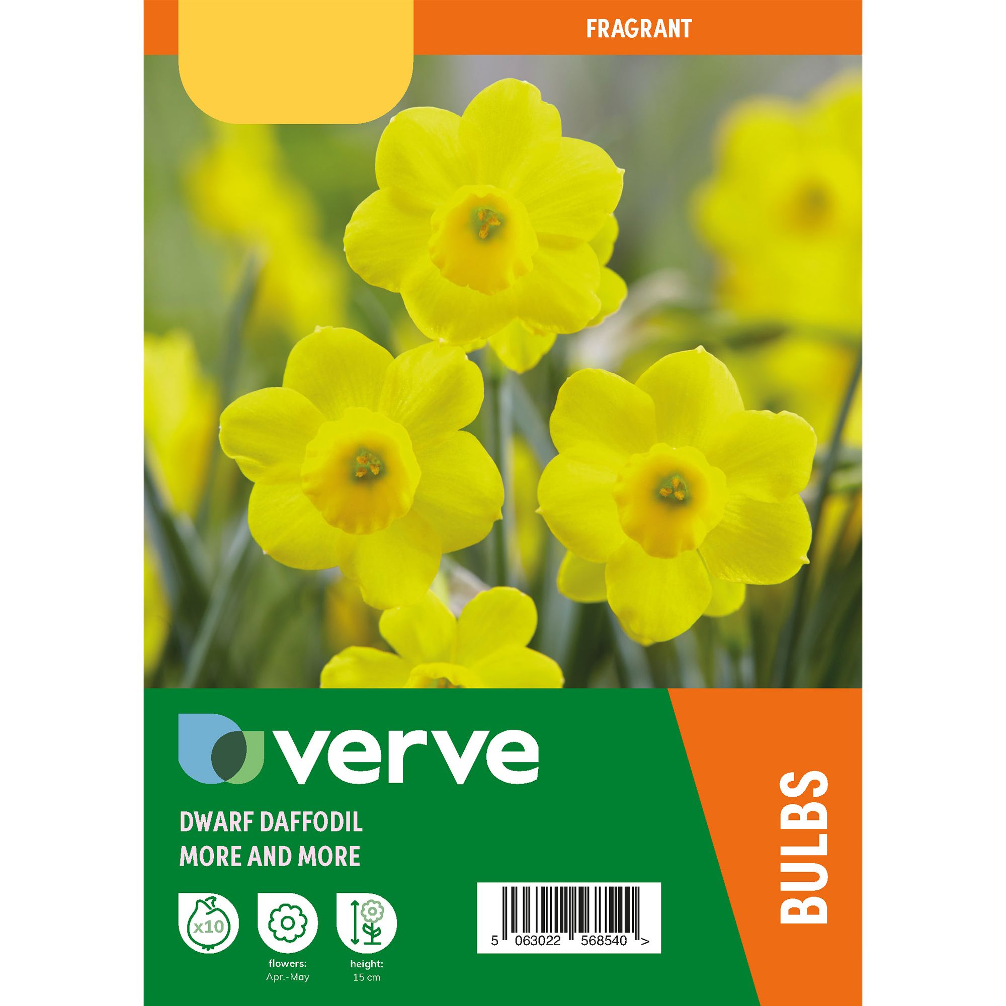 Dwarf Daffodil More & More 10 Flower bulbs - 4
