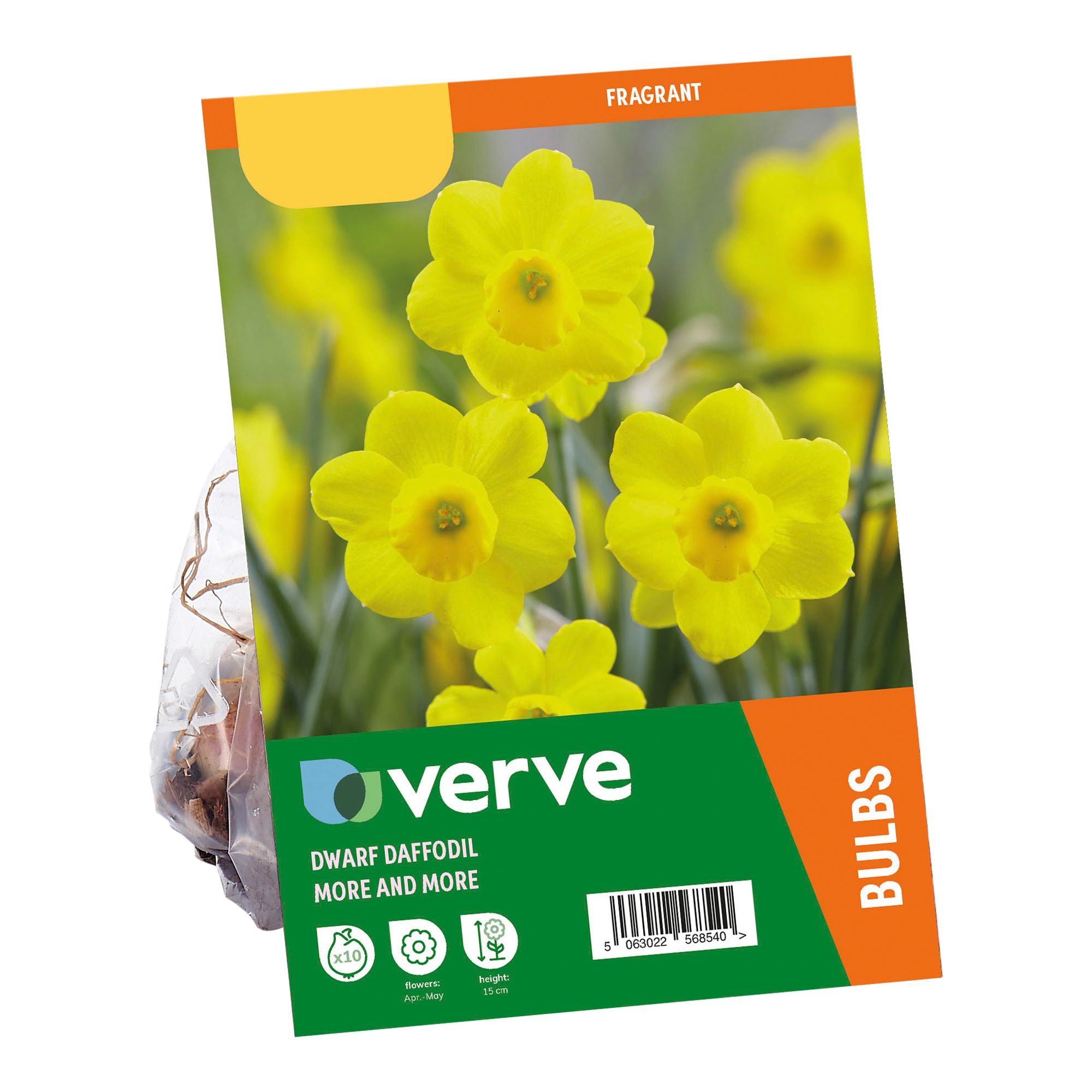 Dwarf Daffodil More & More 10 Flower bulbs - 3