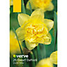 Dwarf Daffodil Pencrebar Flower bulb, Pack of 20
