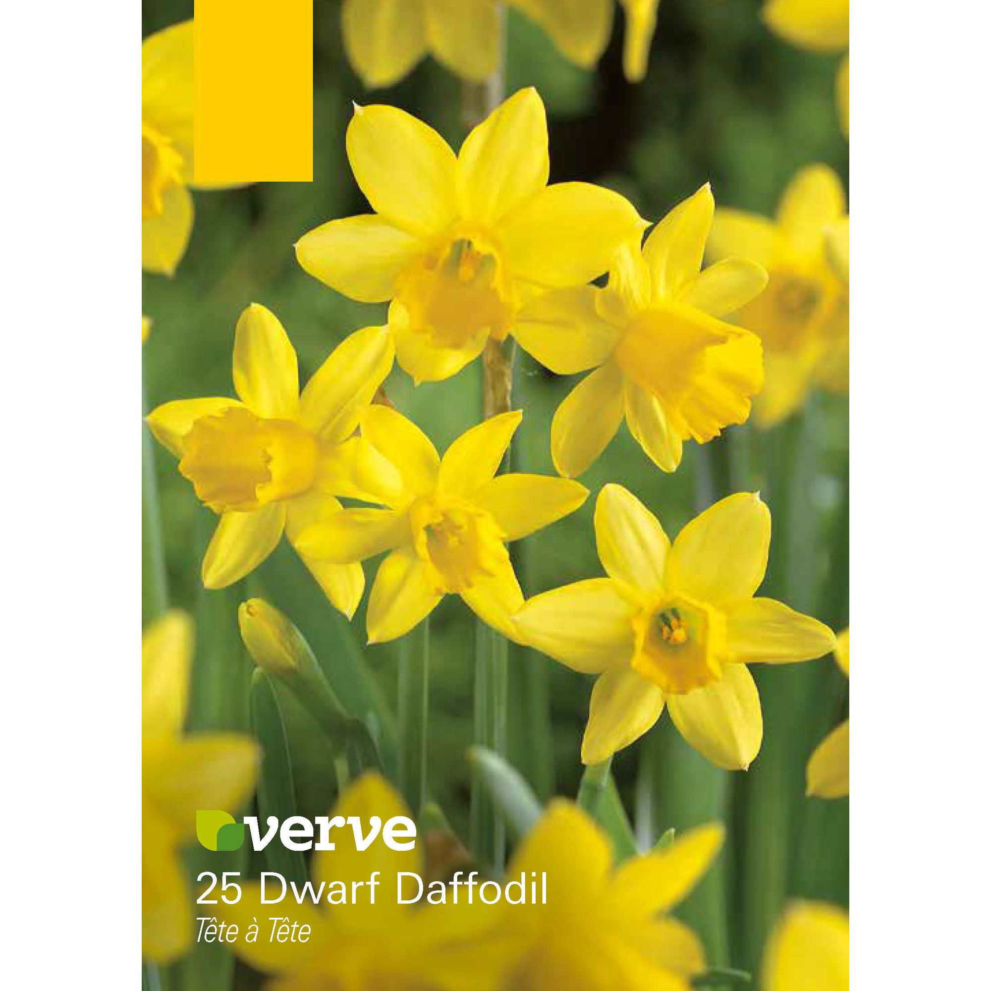 Dwarf Daffodil Têteàtête Flower bulb, Pack of 25 DIY at B&Q