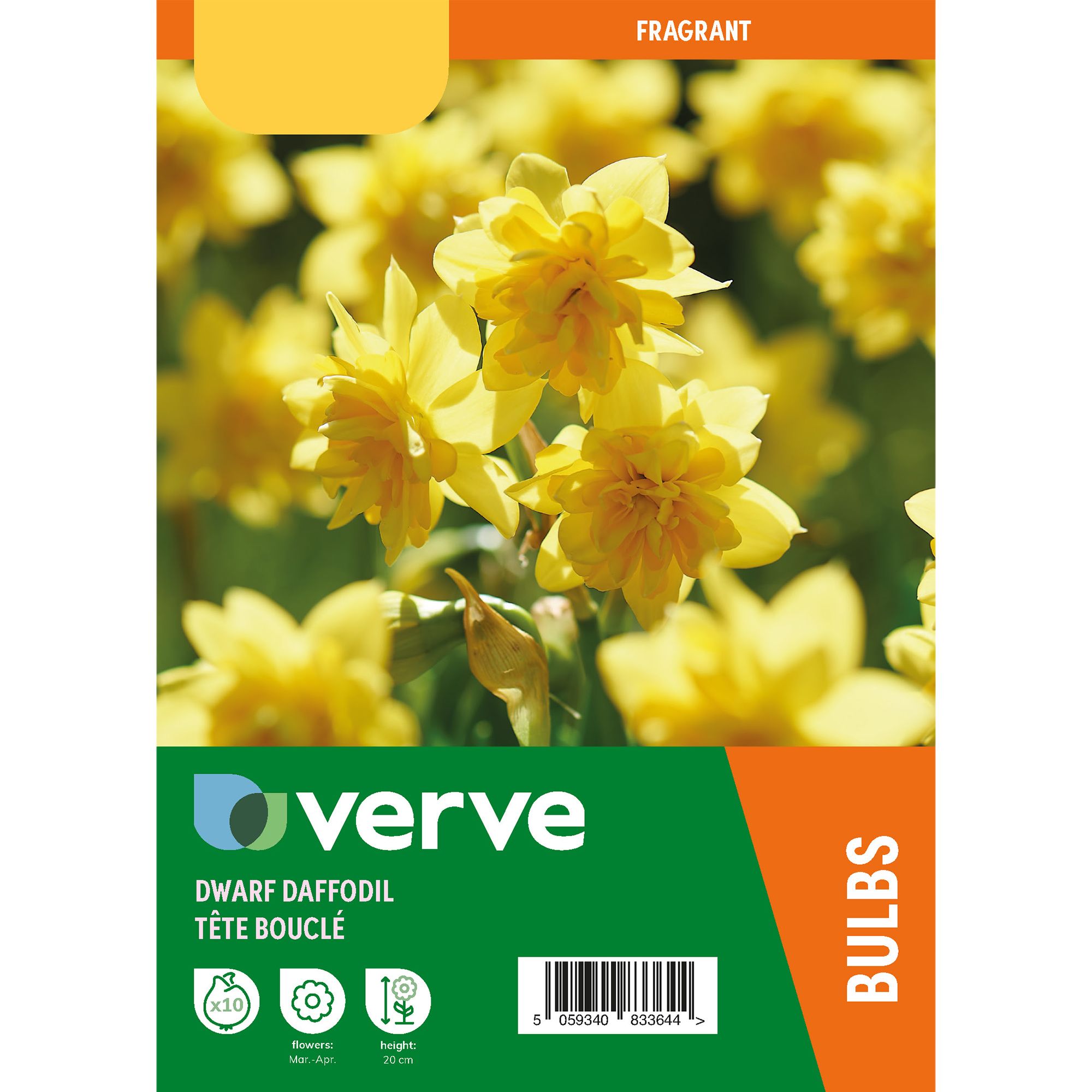 Dwarf Daffodil Yellow Tête Bouclé 10 Flower bulbs
