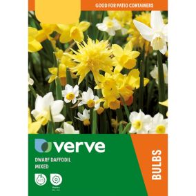 Dwarf daffodils mixed Flower bulb, Pack of 25