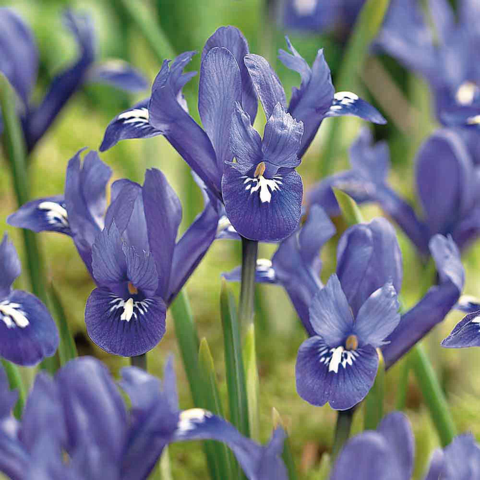 Dwarf iris harmony 15 Flower bulbs