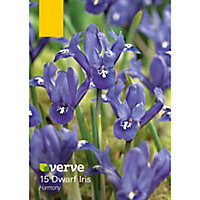 Dwarf iris harmony Flower bulb, Pack of 15