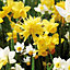 Dwarf Narcissi Mix Flower bulb of 25