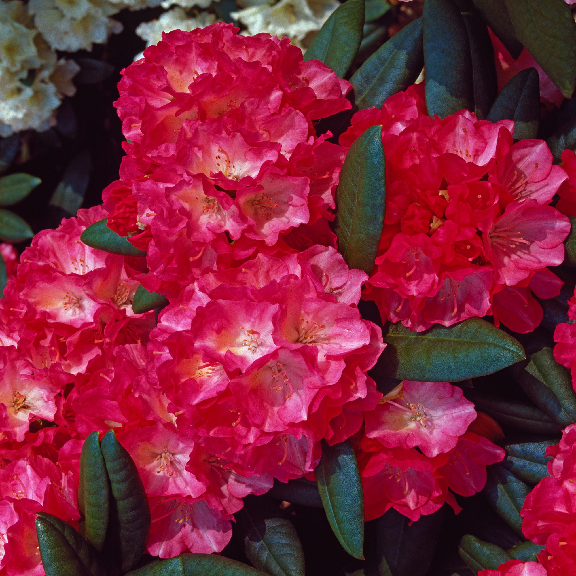 DWARF RHODODENDRON RED