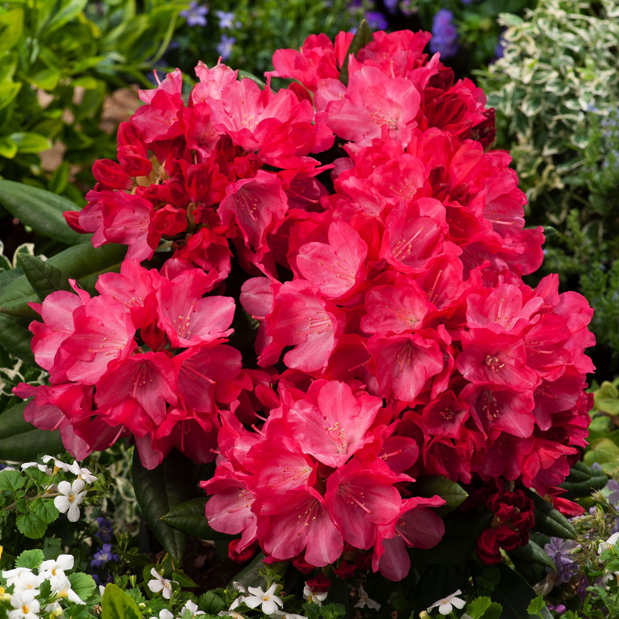 DWARF RHODODENDRON RED