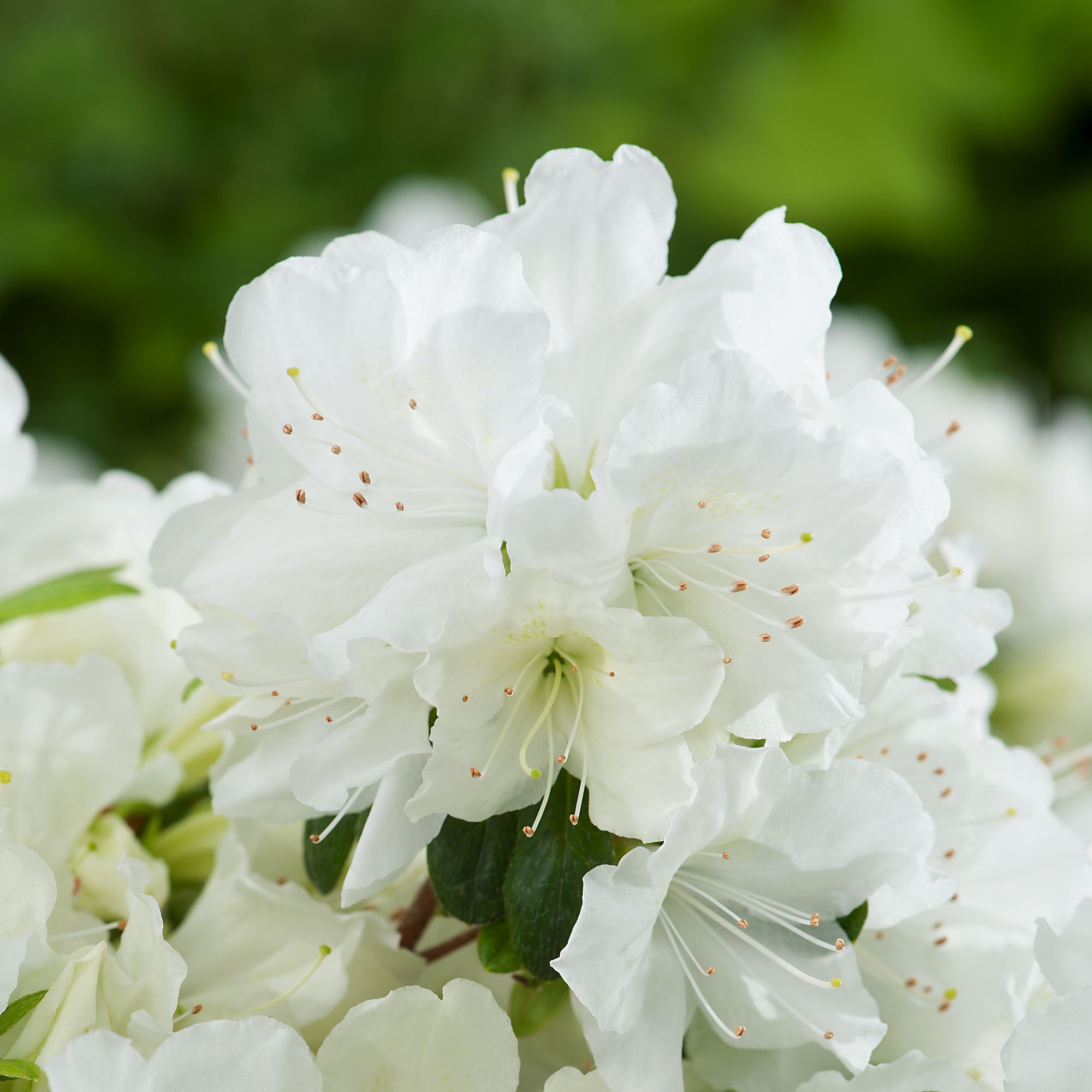 DWARF RHODODENDRON WHITE