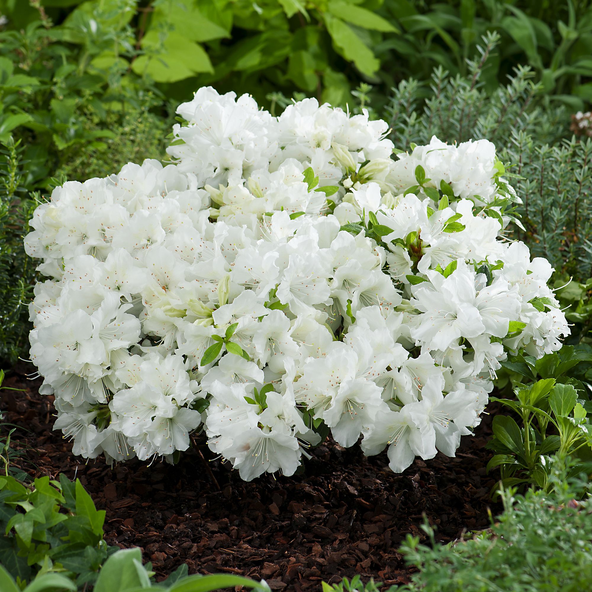 DWARF RHODODENDRON WHITE