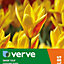 Dwarf tulip giuseppe verdi Flower bulb, Pack of 10